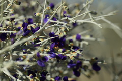 Psorothamnus spinosus