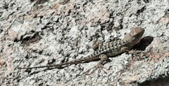 Sceloporus utiformis