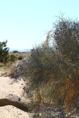 Psorothamnus spinosus