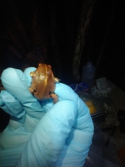 Hypopachus variolosus