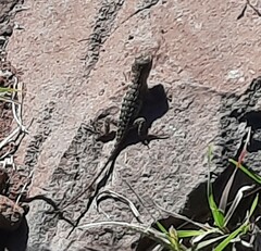 Sceloporus utiformis