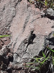 Sceloporus utiformis