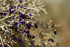 Psorothamnus spinosus