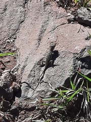 Sceloporus utiformis