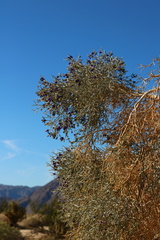 Psorothamnus spinosus