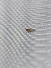 Lonchoptera bifurcata