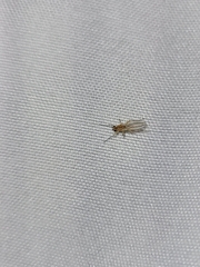 Lonchoptera bifurcata