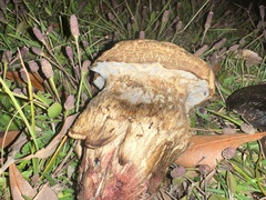 Boletus variipes