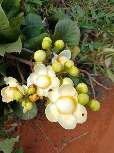 Eschweilera ovata, photograph 3