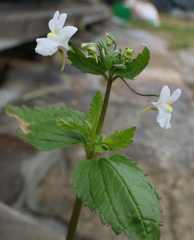 Nemesia floribunda