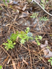 Eryngium aromaticum