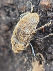 Rhynchodes ursus