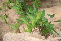 Cocculus orbiculatus
