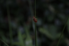 Homoeocerus dilatatus