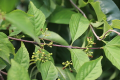Callicarpa dichotoma