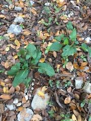 Symphyotrichum drummondii