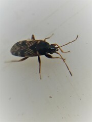 Paramyocara iridescens