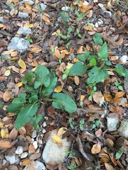 Symphyotrichum drummondii