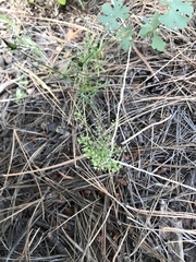 Lepidium montanum