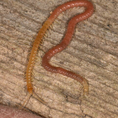 Geophilidae