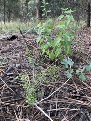Lepidium montanum