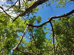 Haematoxylum brasiletto