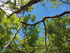 Haematoxylum brasiletto