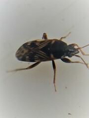 Paramyocara iridescens