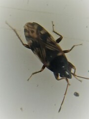 Paramyocara iridescens