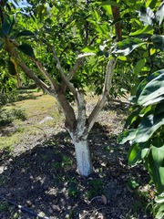 Persea americana