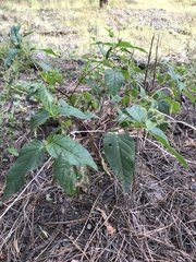 Mirabilis longiflora