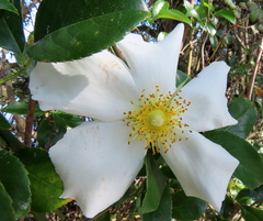 Rosa laevigata