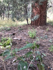 Mirabilis longiflora