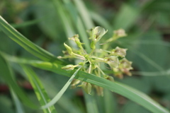 Liparis campylostalix