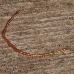 Geophilidae