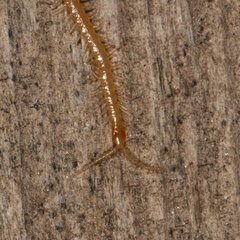 Geophilidae