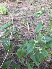 Mirabilis longiflora