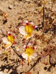 Alstroemeria diluta