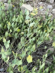 Acleisanthes longiflora