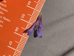 Penstemon caespitosus perbrevis