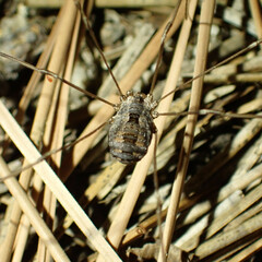 Leuronychus pacificus