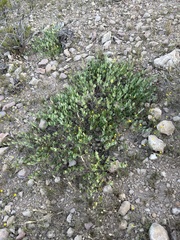 Acleisanthes longiflora