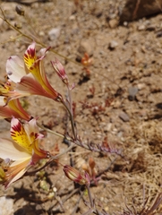 Alstroemeria diluta