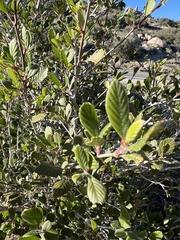 Cercocarpus betuloides betuloides