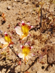 Alstroemeria diluta