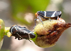 Eurymeloides bicincta