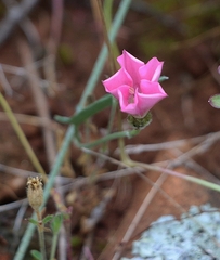 Convolvulus remotus