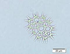 Lacunastrum gracillimum
