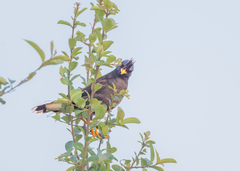 Acridotheres grandis