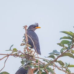 Acridotheres grandis